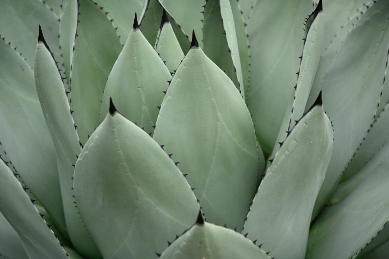 sarah-mcgaughey-MMiMpGauWJ4-unsplash